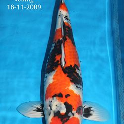 Nieuws van onze Azukari koi: afbeelding 2