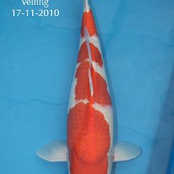 Nieuws van onze Azukari koi: afbeelding 4