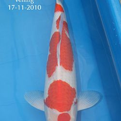Nieuws van onze Azukari koi: afbeelding 5