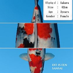 Nog even verder over het sashi: afbeelding 3