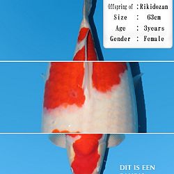 Nog even verder over het sashi: afbeelding 4