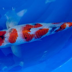 Ontwikkeling Showa Momotaro: afbeelding 3