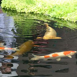 Onze eerste vijvertoer: afbeelding 7