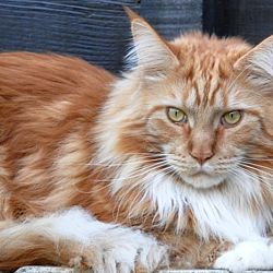 Onze jack en Ko: afbeelding 1