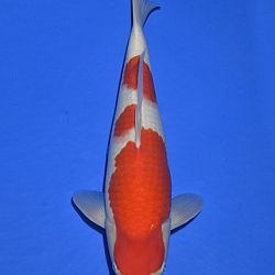 Onze keuze tosai Momotaro veiling: afbeelding 1