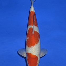 Onze keuze tosai Momotaro veiling: afbeelding 2