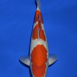 Onze keuze tosai Momotaro veiling: afbeelding 3