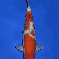 Onze keuze tosai Momotaro veiling: afbeelding 4