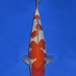 Onze keuze tosai Momotaro veiling: afbeelding 5