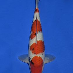 Onze keuze tosai Momotaro veiling: afbeelding 7