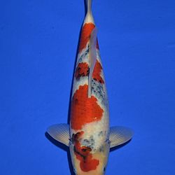 Onze keuze tosai Momotaro veiling: afbeelding 8