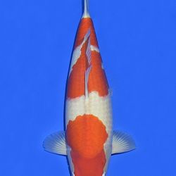 Onze keuze van de veilingvissen: afbeelding 4