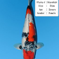 Onze keuze van het Dainishi aanbod: afbeelding 8