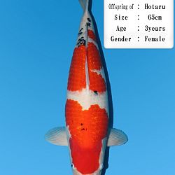 Onze keuze van het Dainishi aanbod: afbeelding 27