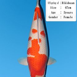 Onze keuze van het Dainishi aanbod: afbeelding 28