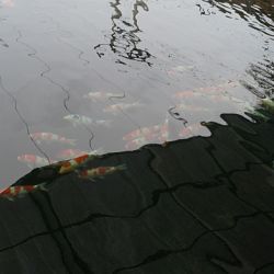 Op bezoek bij Mr. Chandra in Bali: afbeelding 2