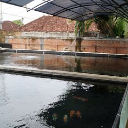 Op bezoek bij Mr. Chandra in Bali: afbeelding 4