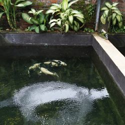 Op bezoek bij Mr. Chandra in Bali: afbeelding 5