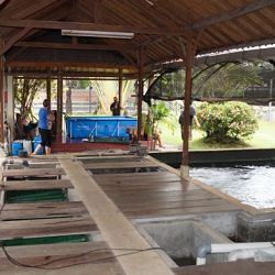 Op bezoek bij Mr. Chandra in Bali: afbeelding 6