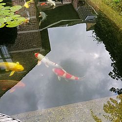 Op de valreep nog een kohaku: afbeelding 5
