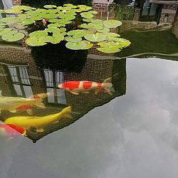 Op de valreep nog een kohaku: afbeelding 6