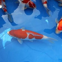 Openingsuren dit weekend: afbeelding 4
