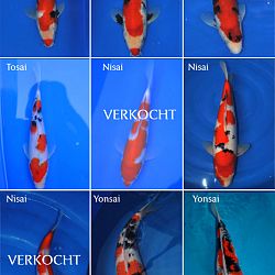 Overzicht groeivijver: afbeelding 3