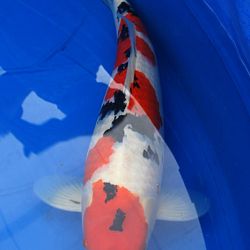 Peppi en Kokki stonden ons op te wachten: afbeelding 9