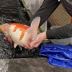 Prachtige nieuwe koi zojuist binnen gekomen: afbeelding 2