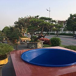 Queenkoi Vietnam : afbeelding 2