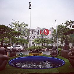 Queenkoi Vietnam : afbeelding 3