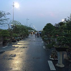 Queenkoi Vietnam : afbeelding 4