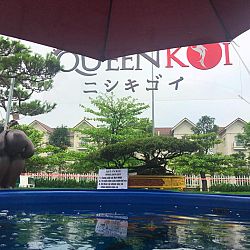 Queenkoi Vietnam : afbeelding 7