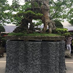 Queenkoi Vietnam : afbeelding 10