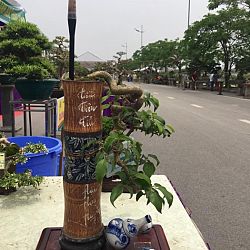Queenkoi Vietnam : afbeelding 11