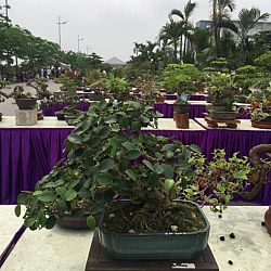 Queenkoi Vietnam : afbeelding 13