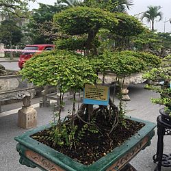 Queenkoi Vietnam : afbeelding 14