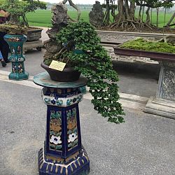 Queenkoi Vietnam : afbeelding 15