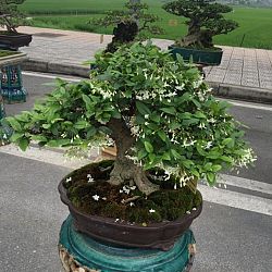 Queenkoi Vietnam : afbeelding 16