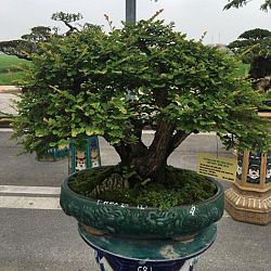 Queenkoi Vietnam : afbeelding 17