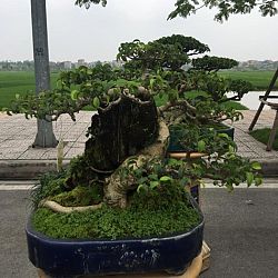 Queenkoi Vietnam : afbeelding 18