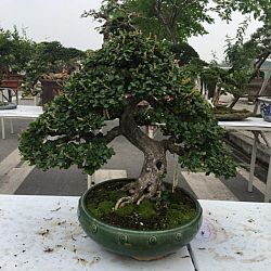 Queenkoi Vietnam : afbeelding 19