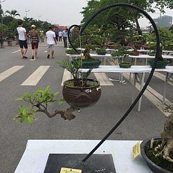 Queenkoi Vietnam : afbeelding 20