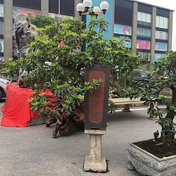 Queenkoi Vietnam : afbeelding 21