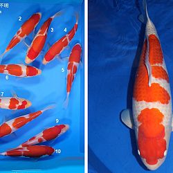 Resultaat veiling van Momotaro: afbeelding 2