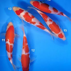 Resultaat veiling van Momotaro: afbeelding 3