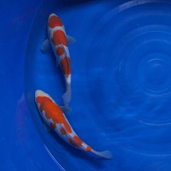 Rood voert de hoofdtoon: afbeelding 2