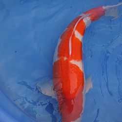 Rood voert de hoofdtoon: afbeelding 3