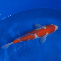 Rood voert de hoofdtoon: afbeelding 4