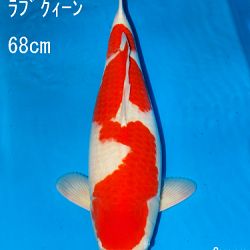 Sakai Auction, 22 maart: afbeelding 1